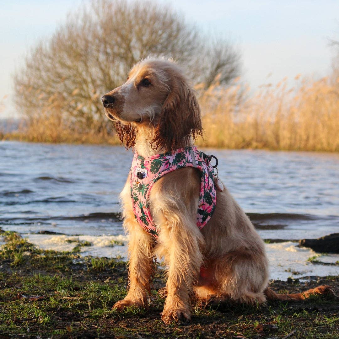 Arizona Hotdogs – Großhandel Haustiergeschirr – Hund – Hundevestgeschirr - Tropicool8