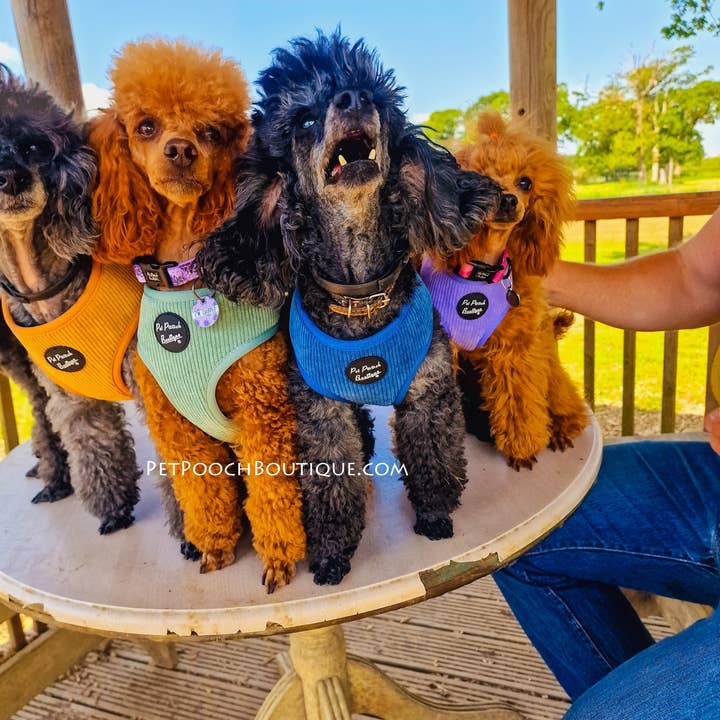 Pet Pooch Boutique - Wholesale Pet Harness - Dog - Sage Green Cord Puppy Harness XS-L (Spring/soft)