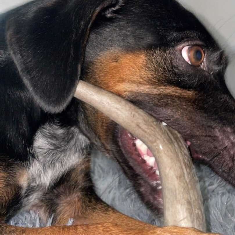 Heartland Antlers - Wholesale Pet Chew Toy - Dog - Deer Antler Chew - Medium (25-45 lbs)3