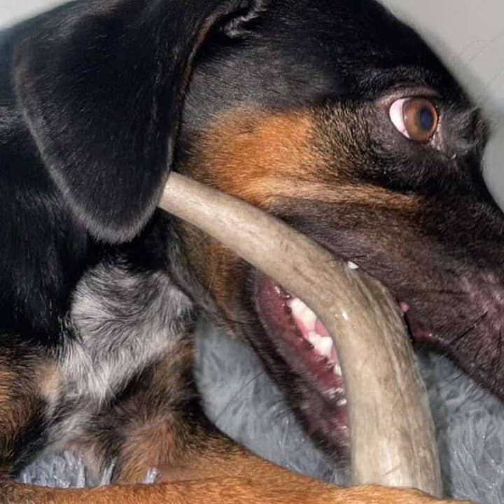 Heartland Antlers - Wholesale Pet Chew Toy - Dog - Deer Antler Chew - Medium (25-45 lbs)3