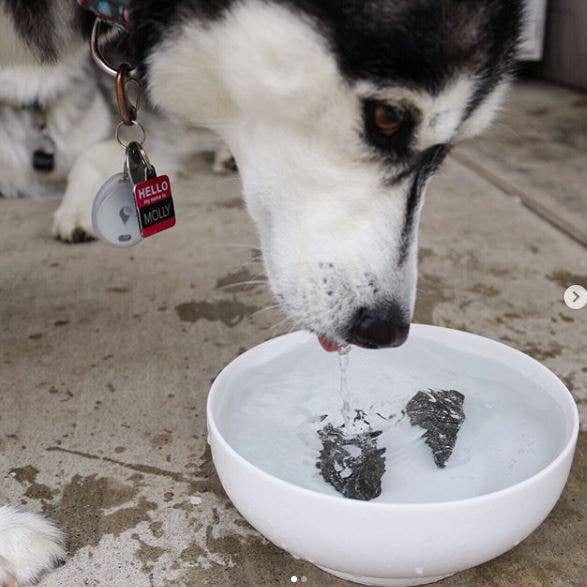 BeLoved, Natural Dog Grooming Products. - Wholesale Pet Supplement - Dog - Dog Rocks - Stop pet urine burns on grass...naturally!6