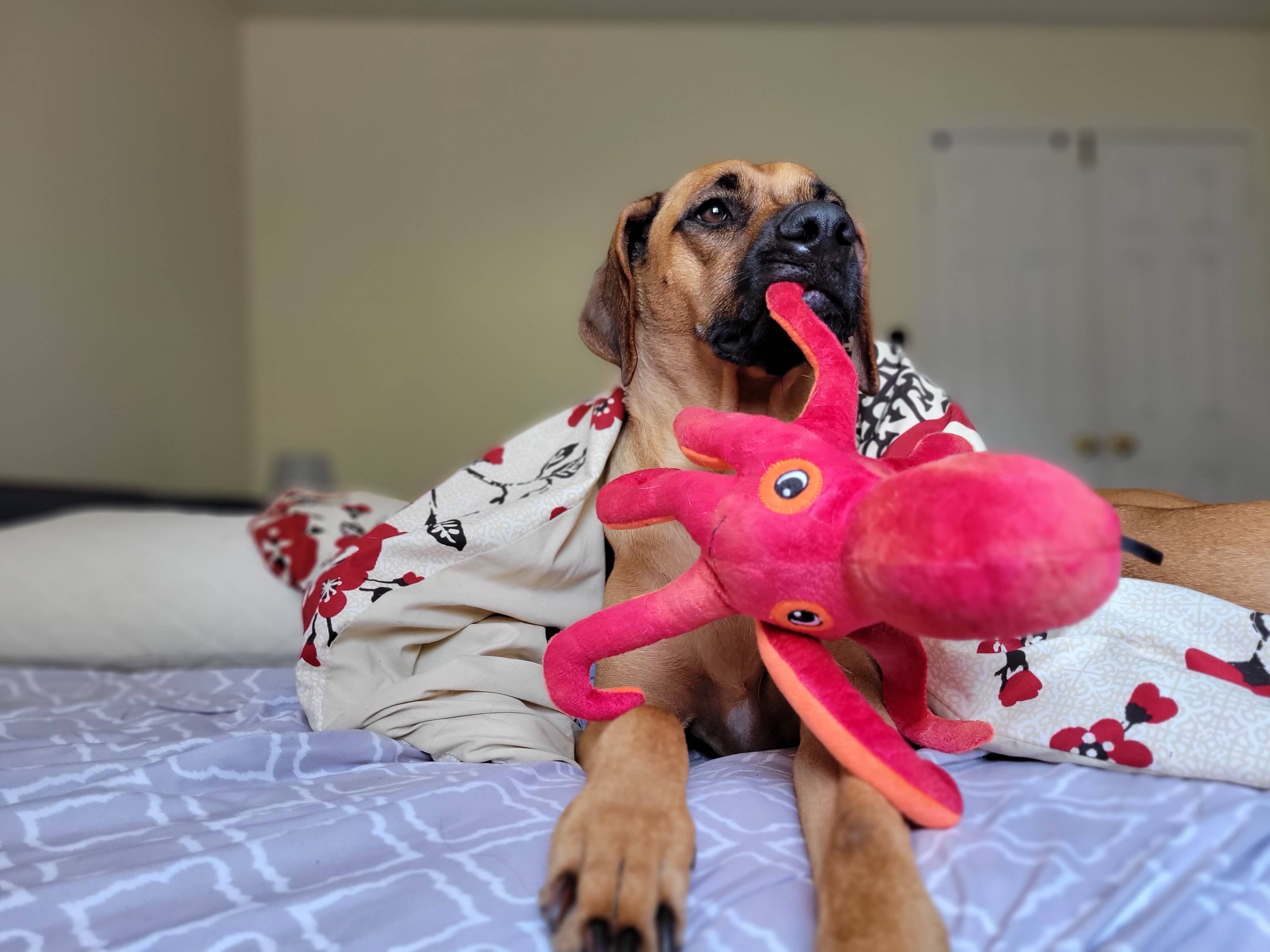Pet Palette Distribution - Wholesale Pet Plush Toy - Dog - SnugArooz Olivia the Octopus Plush Dog Toy 11"5