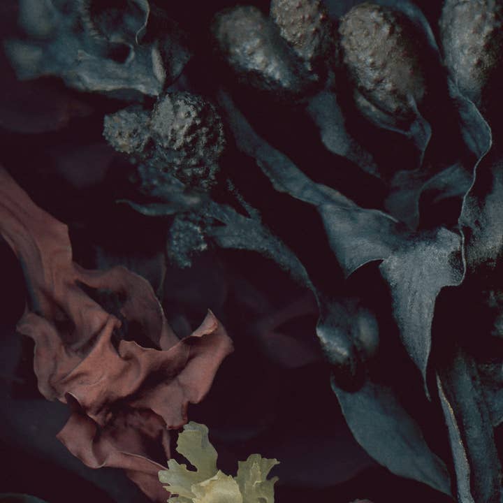 Raoul & Simone - Wholesale Everyday Greeting Card - Greeting Card / St. Lawrence Algae Crown – Fragment No.21