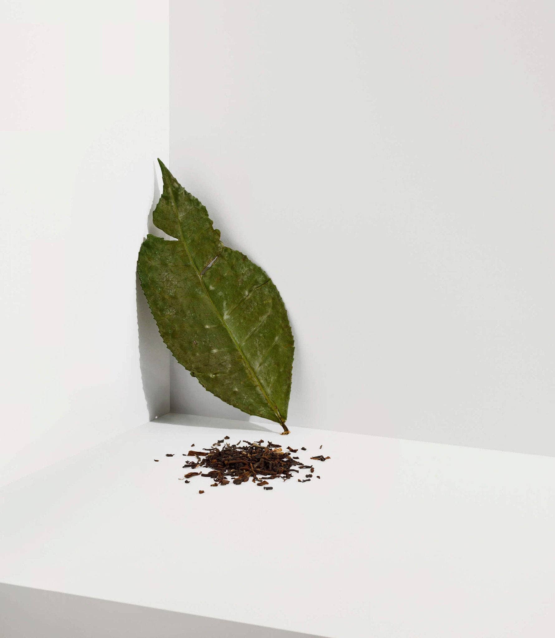 Cocoon Tea Artisans - Wholesale Loose Tea - Organic Darjeeling Oolong "Champagne of teas"1