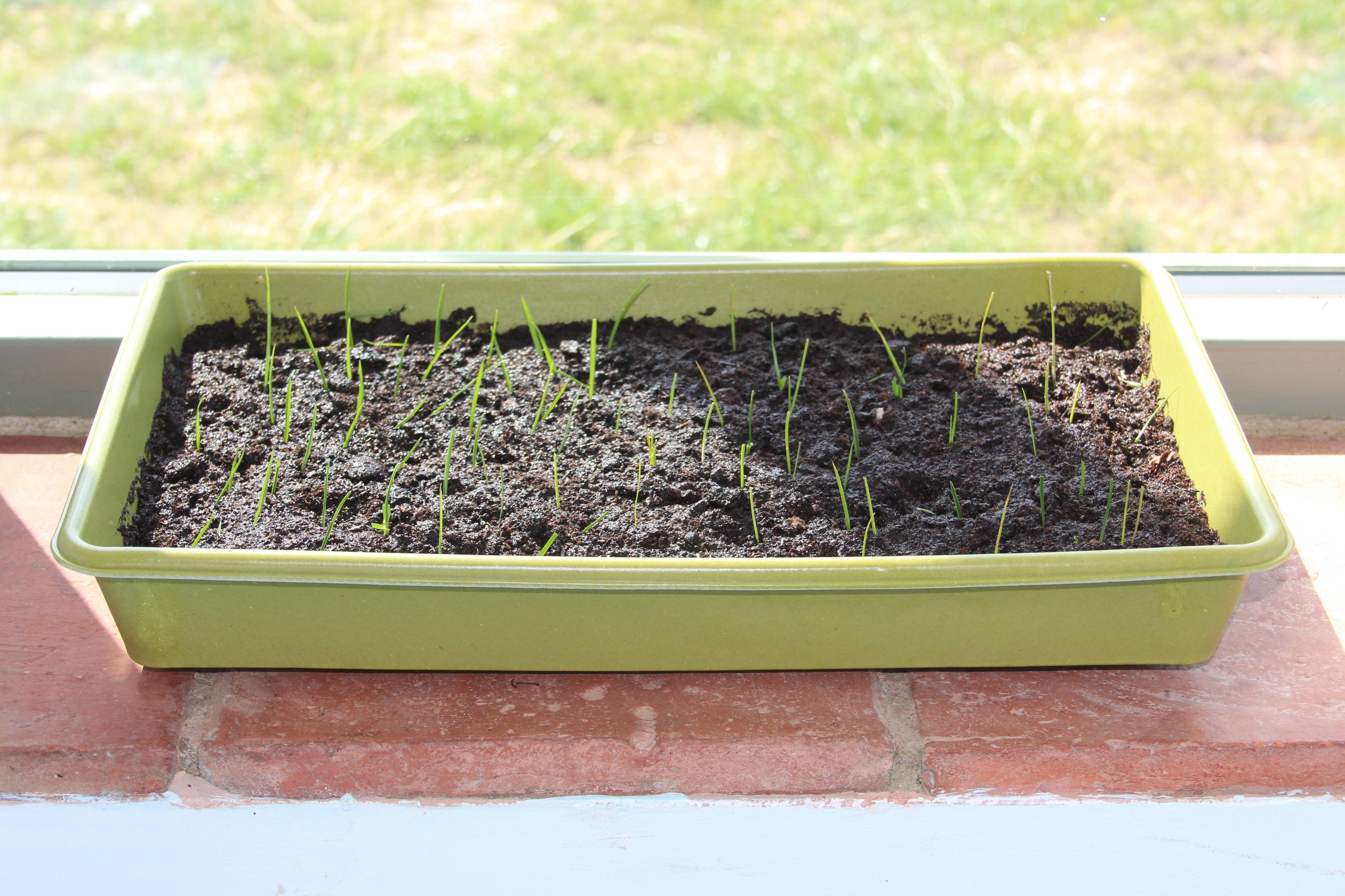 Vitality Hemp Limited - Wholesale Plant Pot - Biodegradeable Bamboo Seed trays4