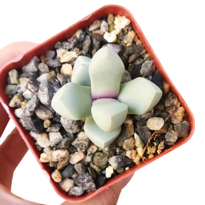 Best Plant Friend - Wholesale Succulent - Karoo Rose Lapidaria Margaretae - Live Succulents 2 in Pot