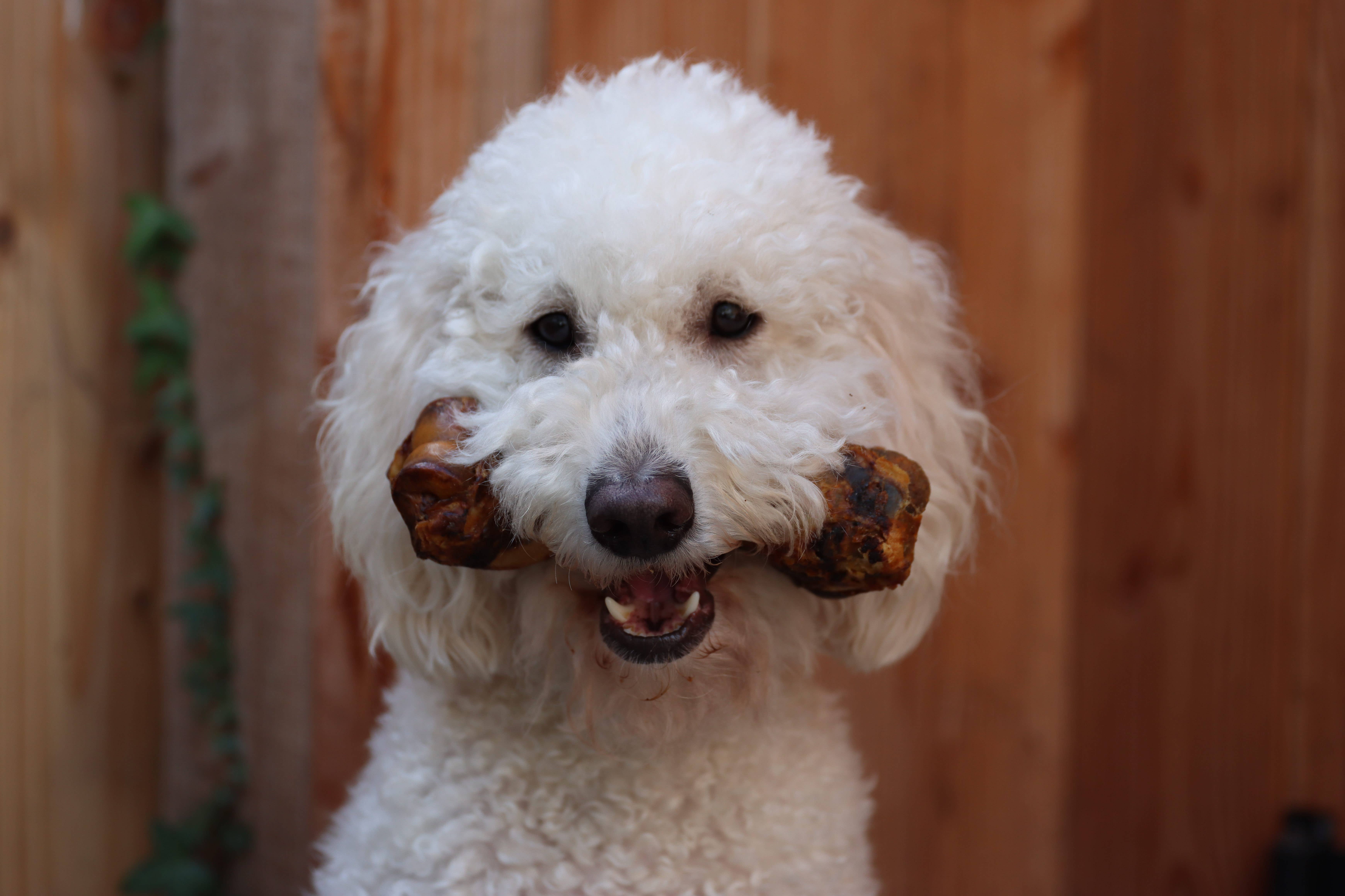 Kivo Petfood – Großhandel Leckerlis – Hund – Hundesnack - Feast - 1 Stück1