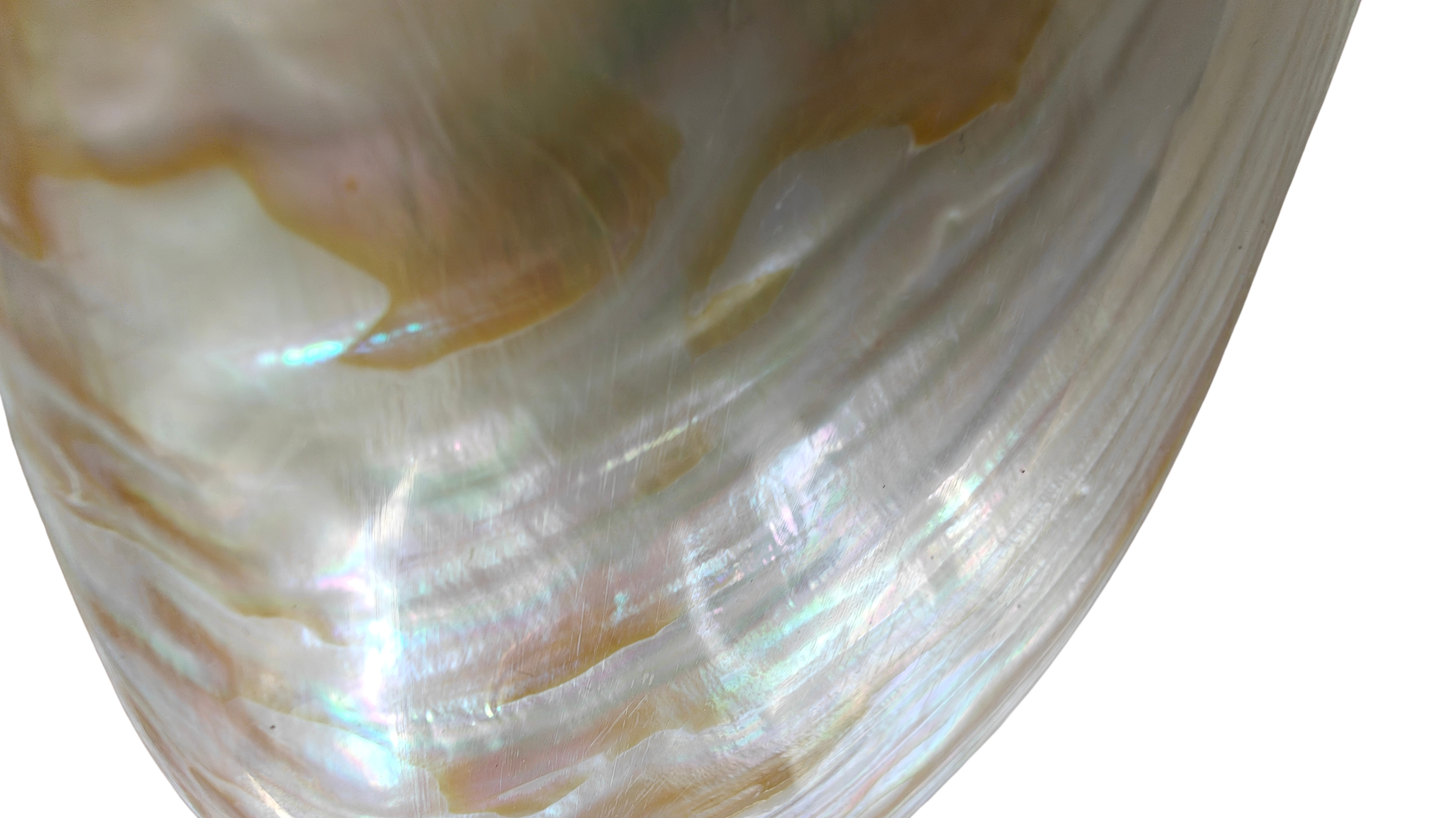 Product Import Holland - Wholesale Decorative Tabletop Object - Unique large shell Kupang 20-22 cm! - mother-of-pearl - mussel3