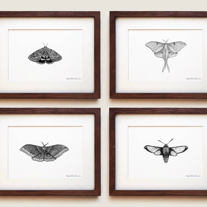 Moths | Fine Art Print Set for wholesale by ElizabethAnnFrancis