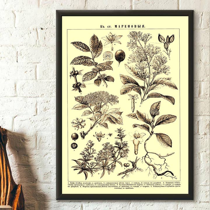 Arte de pared con estampado botánico enciclopédico de Brockhaus Efron para venta al por mayor de Vintage Wall Graphics