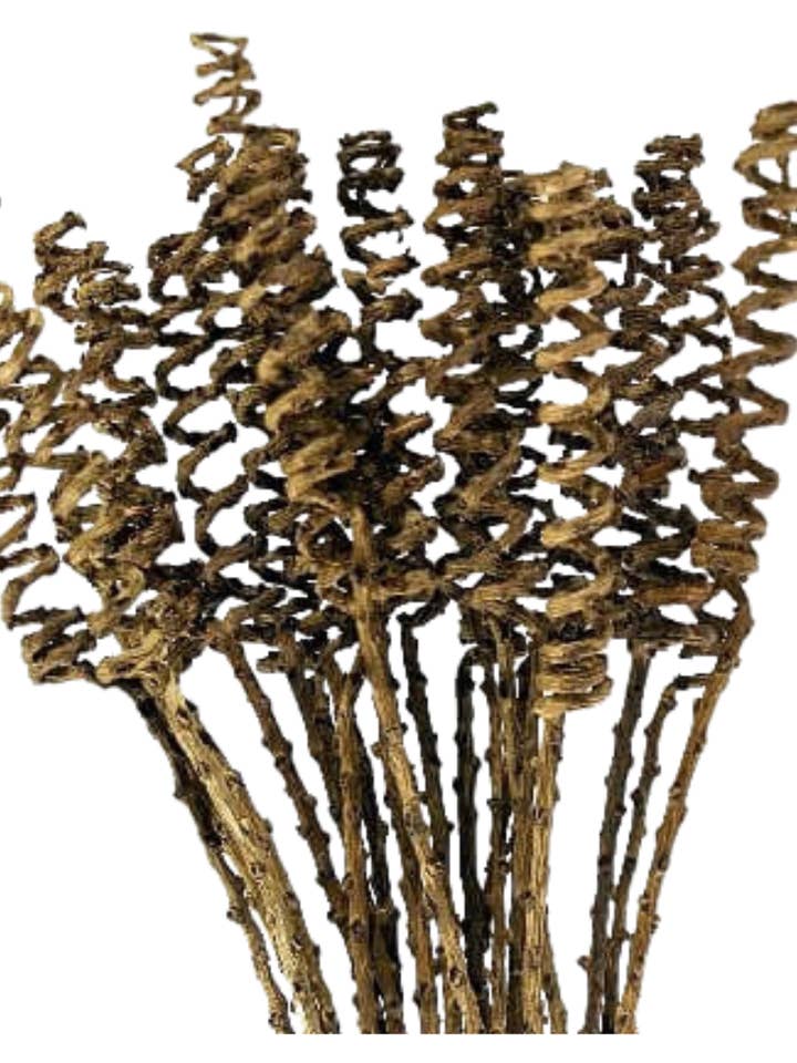 Data Primavera per la vendita all'ingrosso da parte di Botanico Ltd.