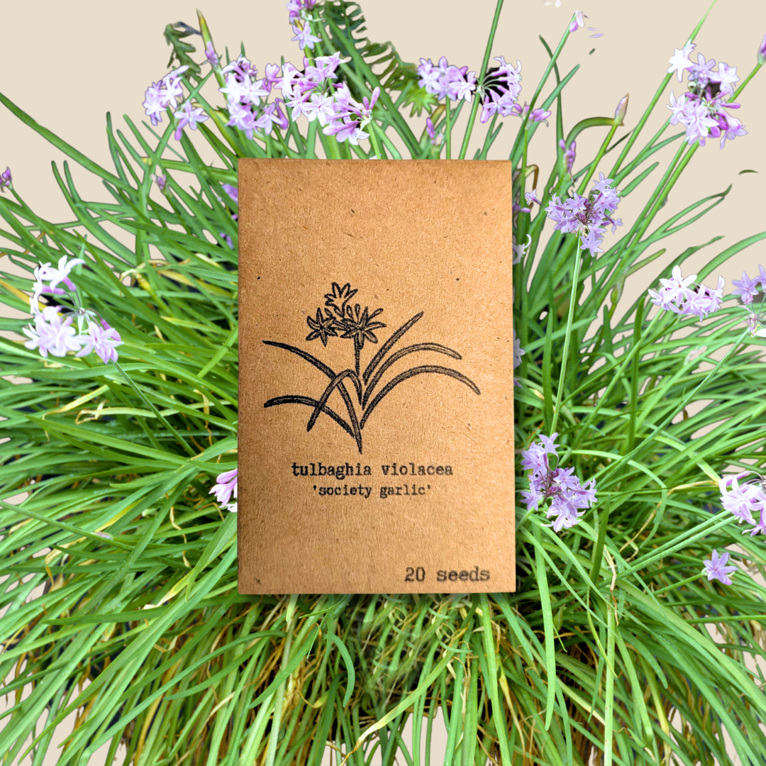 Plantflix - Vente Graines de plantes - Graines de plantes d'intérieur et de plantes tropicales5