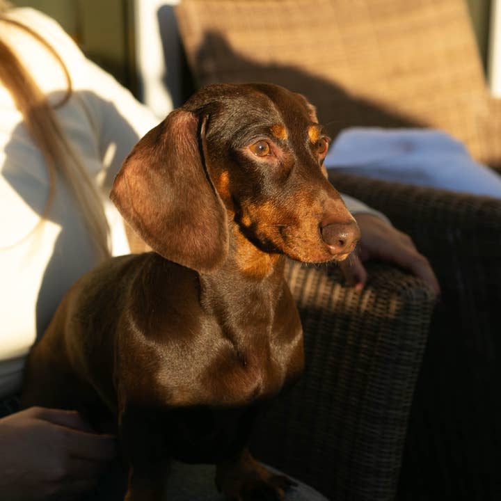 Masco Beauty - Wholesale Pet Shampoo - Dog - Short hair dog shampoo for teckels3