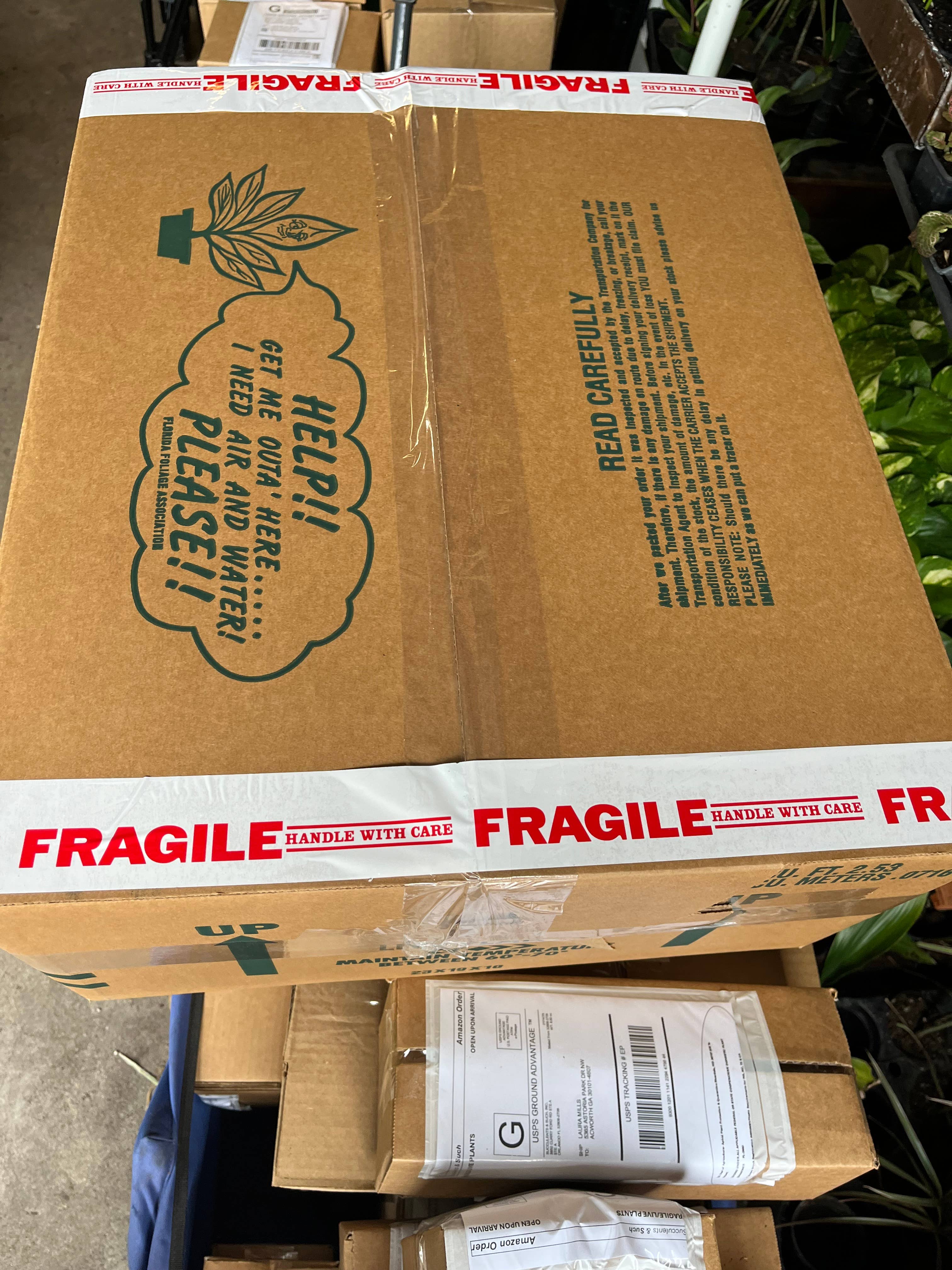 Succulents & Such, Inc. - Wholesale Live Plant -  2" Venus Fly Trap Carnivorous Plant 4