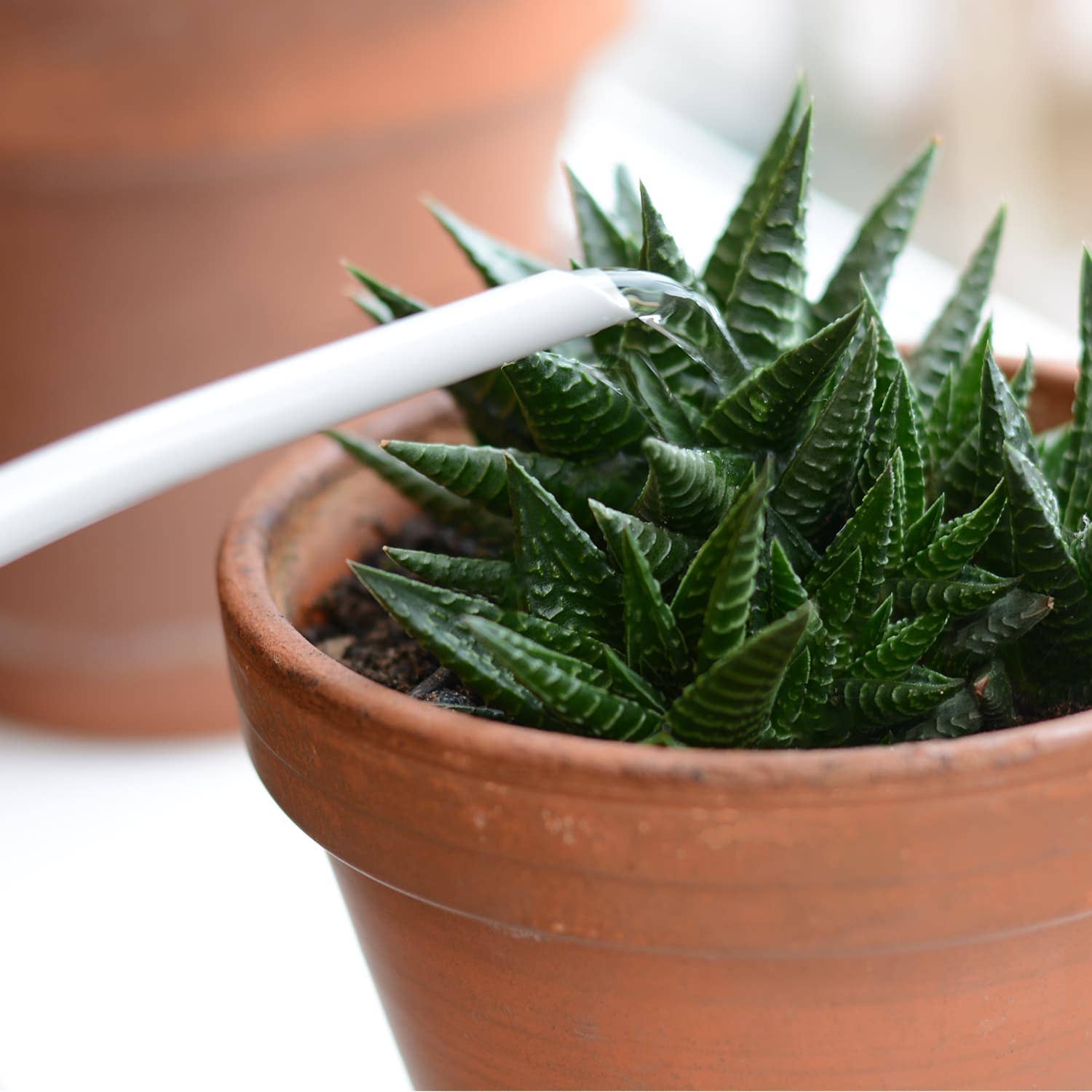 Wholesale Gifts Tomorrow – Engroshandel Vandkande – Hvid kande med metalbelægning 1,1 liter til indendørs vanding5