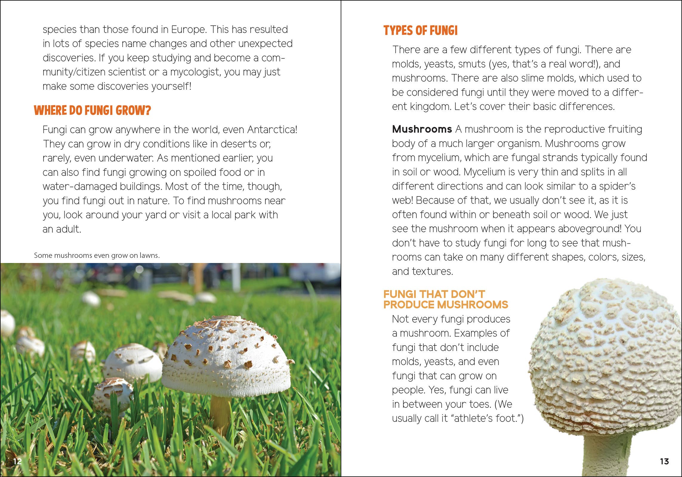 AdventureKEEN - Vente Nature et plein air - Champignons & Fungi pour les enfants8