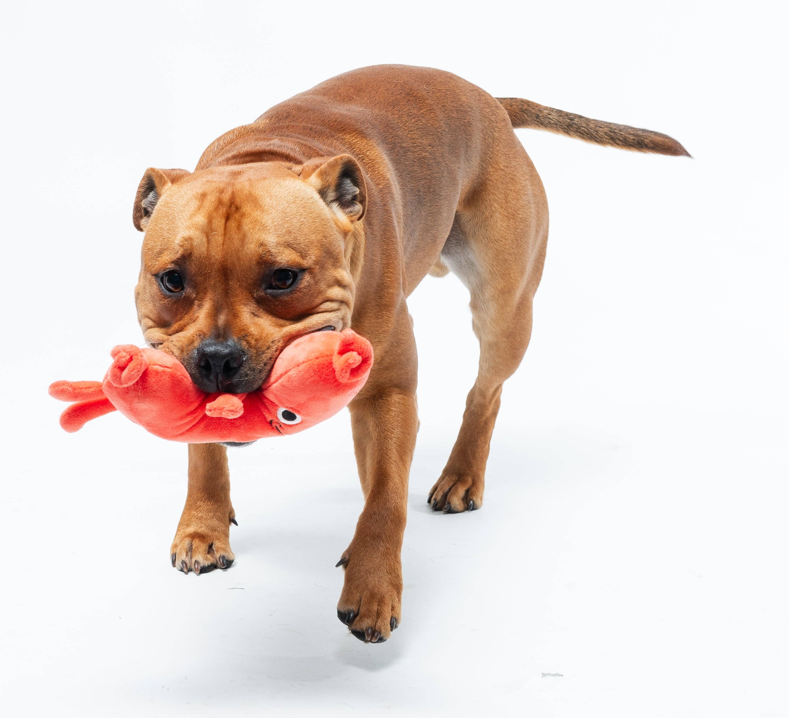 In Vogue Pets – wholesale Pet plush toy – Dog – Meat Heads Pepper-Toni - Dog Toy1