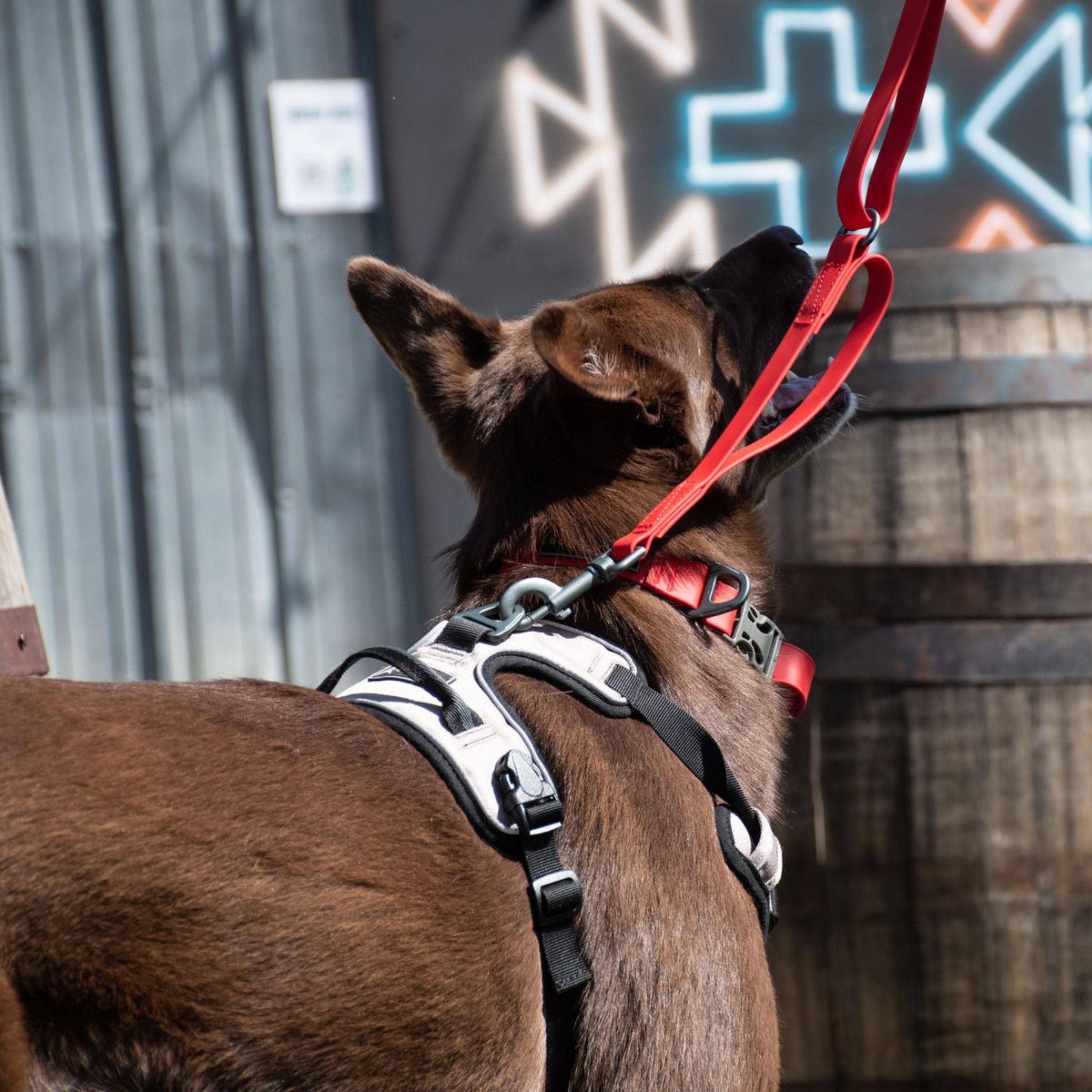 OllyDog - Wholesale Pet Collar - Dog - Tilden Waterproof Collar10