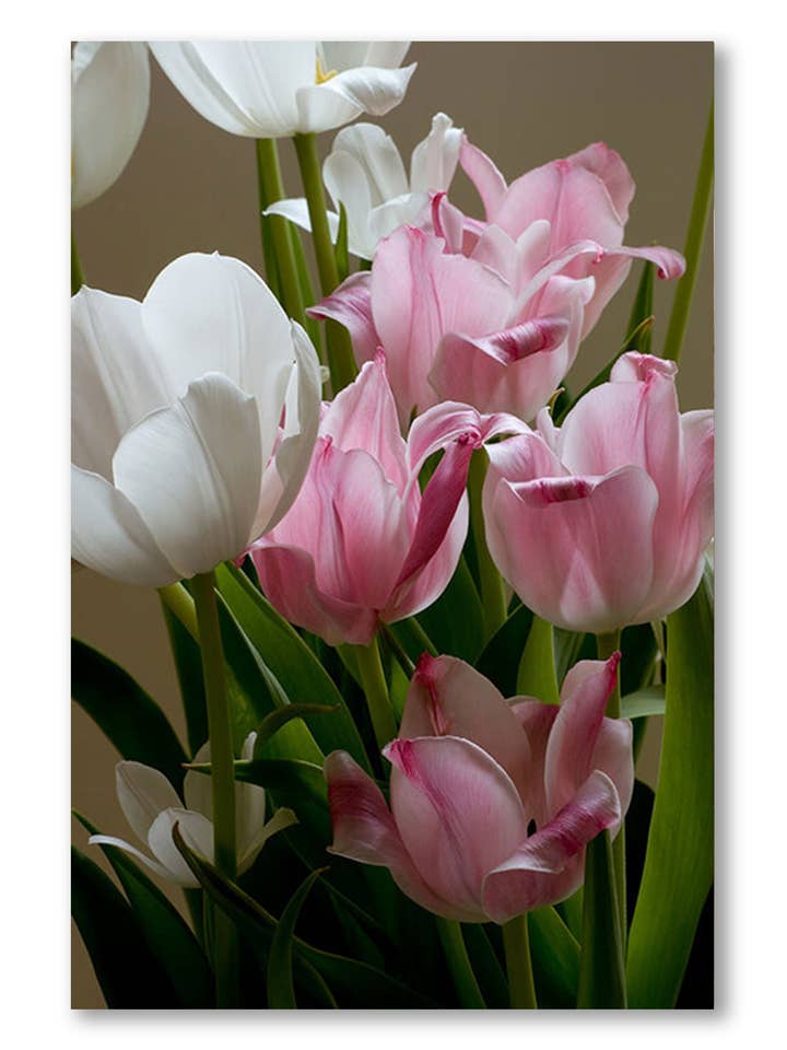 Easter Tulips, Canvas Wall Art for wholesale by Artography Limited