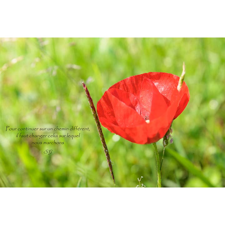 Bilanciamento rosso per la vendita all'ingrosso da parte di L'Ecriture D'Un Regard