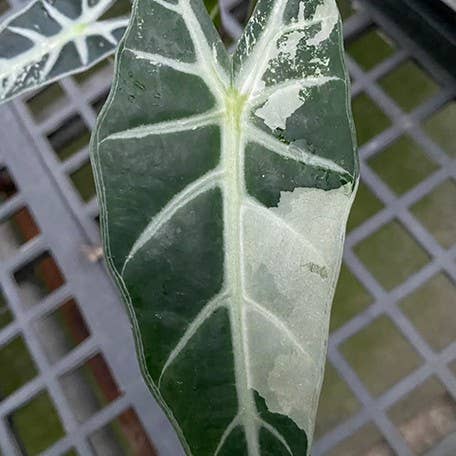 Alocasia bambino variegated 3.0" | Rare Houseplant for wholesale by OrchidBox