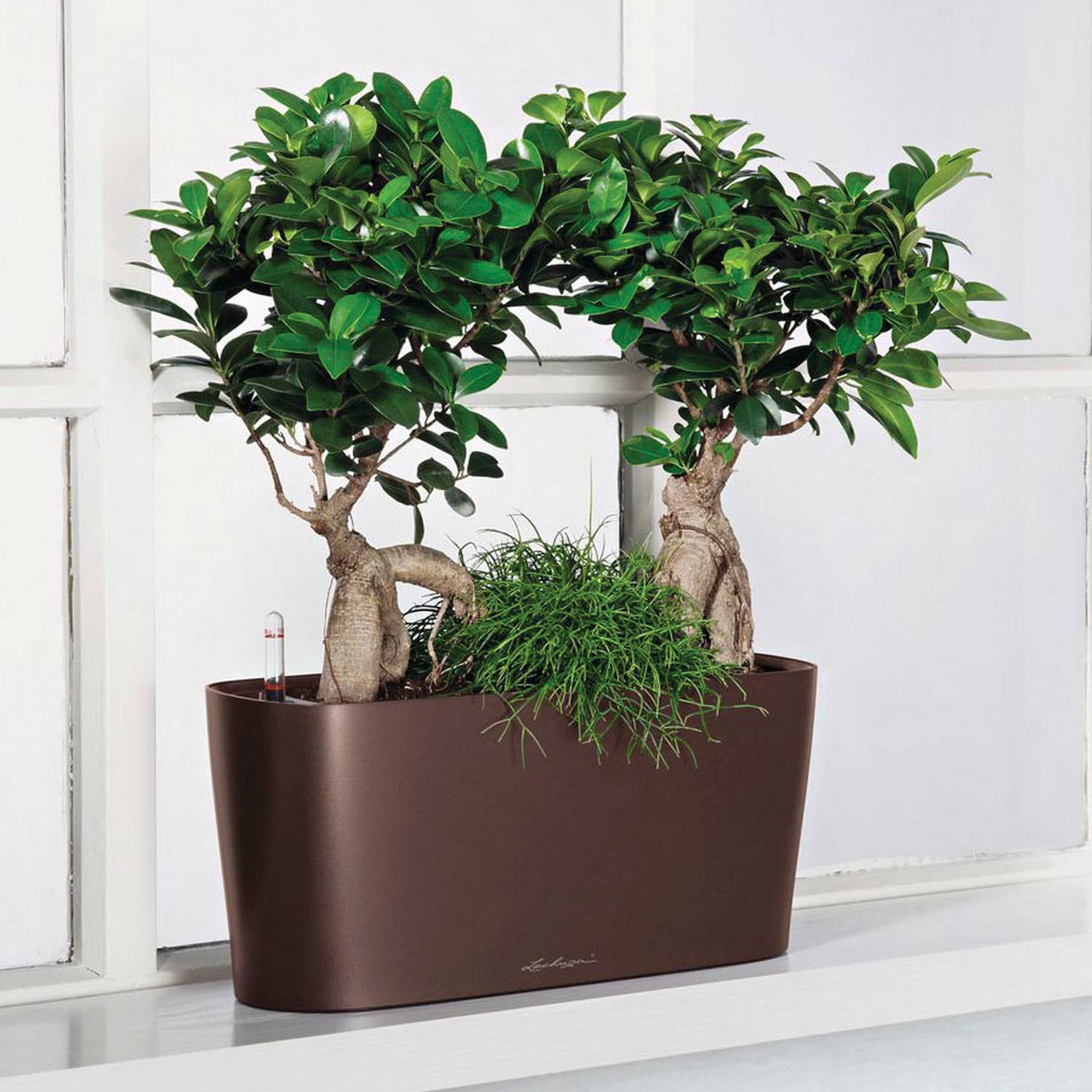 Lechuza Self Watering Planters - Vendita all'ingrosso Vasi per piante - LECHUZA DELTA Fioriera da tavolo/davanzale in poliresina12