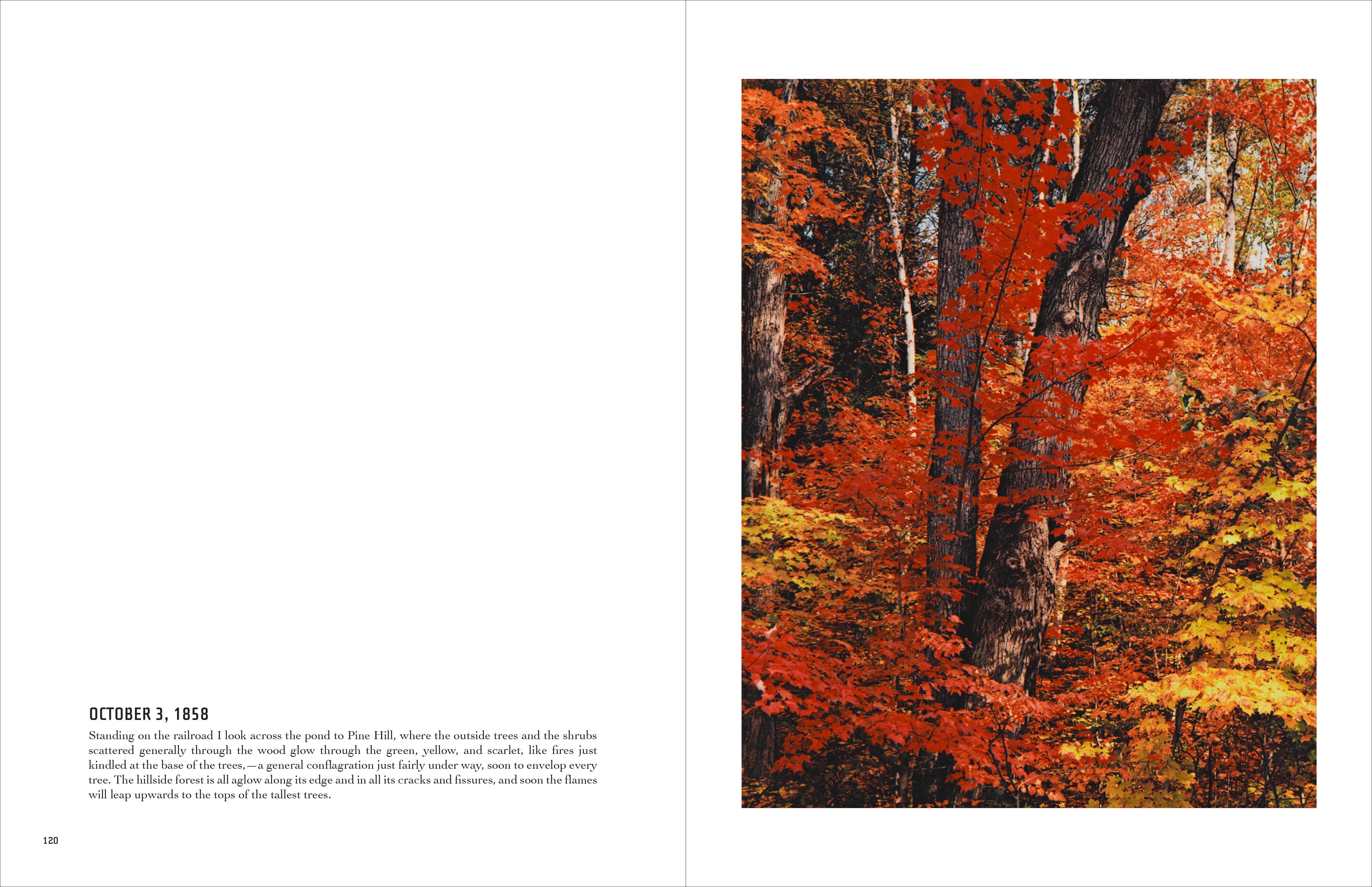 Chronicle Books - Wholesale Display Book - In Wildness3