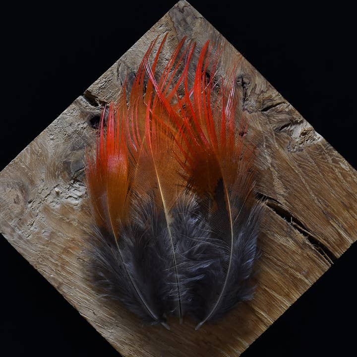 Golden pheasant feathers for wholesale by Plumes Naturelles
