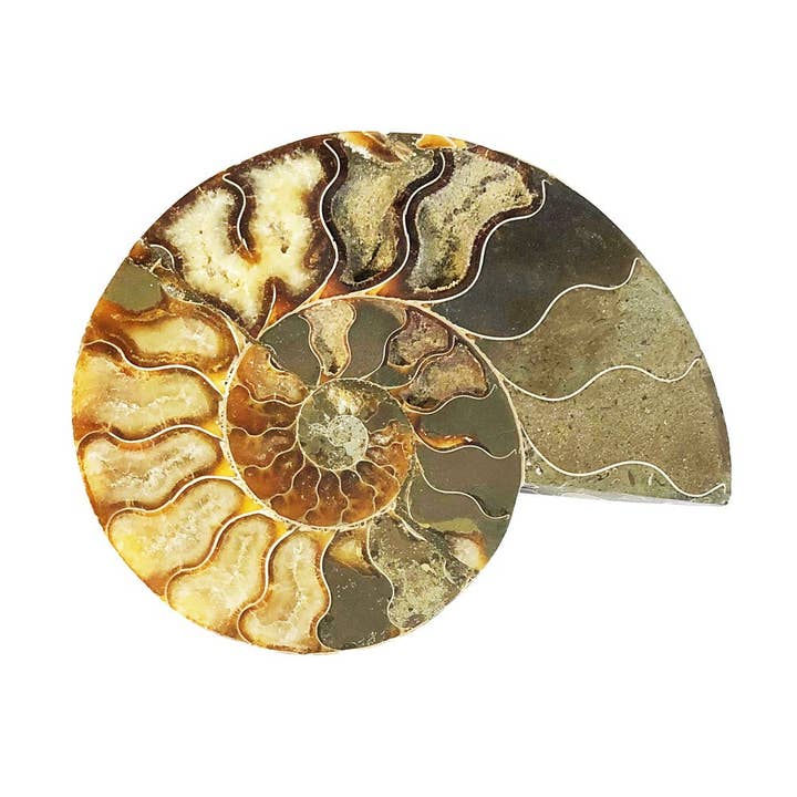 France Mineraux - Wholesale Spiritual Stone/Crystal - Pair of Ammonite 14cm - MCAMI14