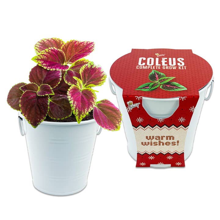 Buzzy Grow Gifts - Wholesale Plant Seeds - Holiday Pails Assorted Grow Kit - Spruce, Rosemary & Coleus3
