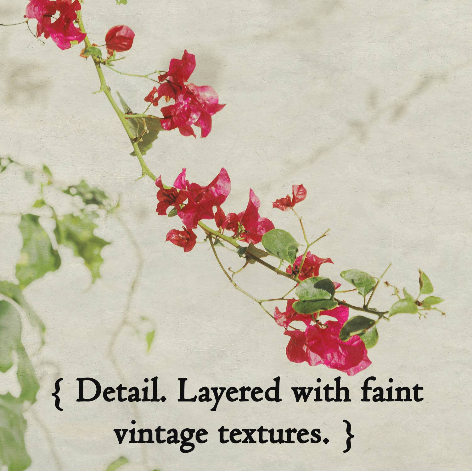 Brooke T Ryan Photographic Art - Wholesale Art Print - Bougainvillea Flower Art: Pink and Green Floral Art Prints 2