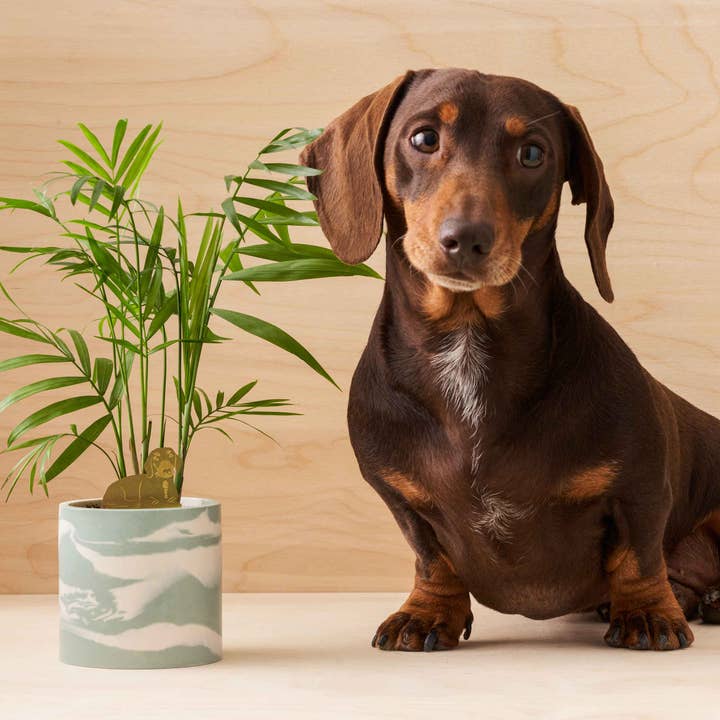 Another Studio - Wholesale Ornament - Daschund, Plant Animal Pet, pot decoration for dog lovers