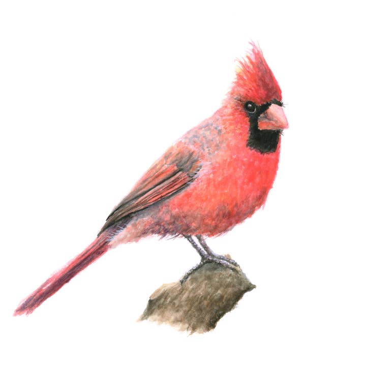 Tirage d'art Cardinal Fine Art pour la vente par Water Brush Arts