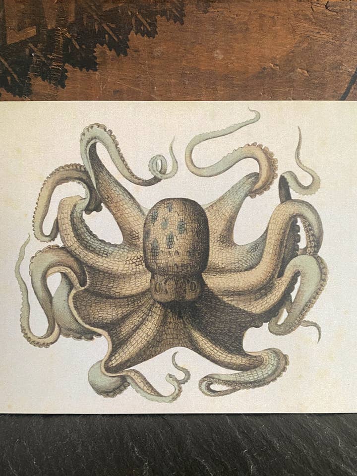 Octopus Vulgaris for wholesale by Irreverent Cards for Challenging Times