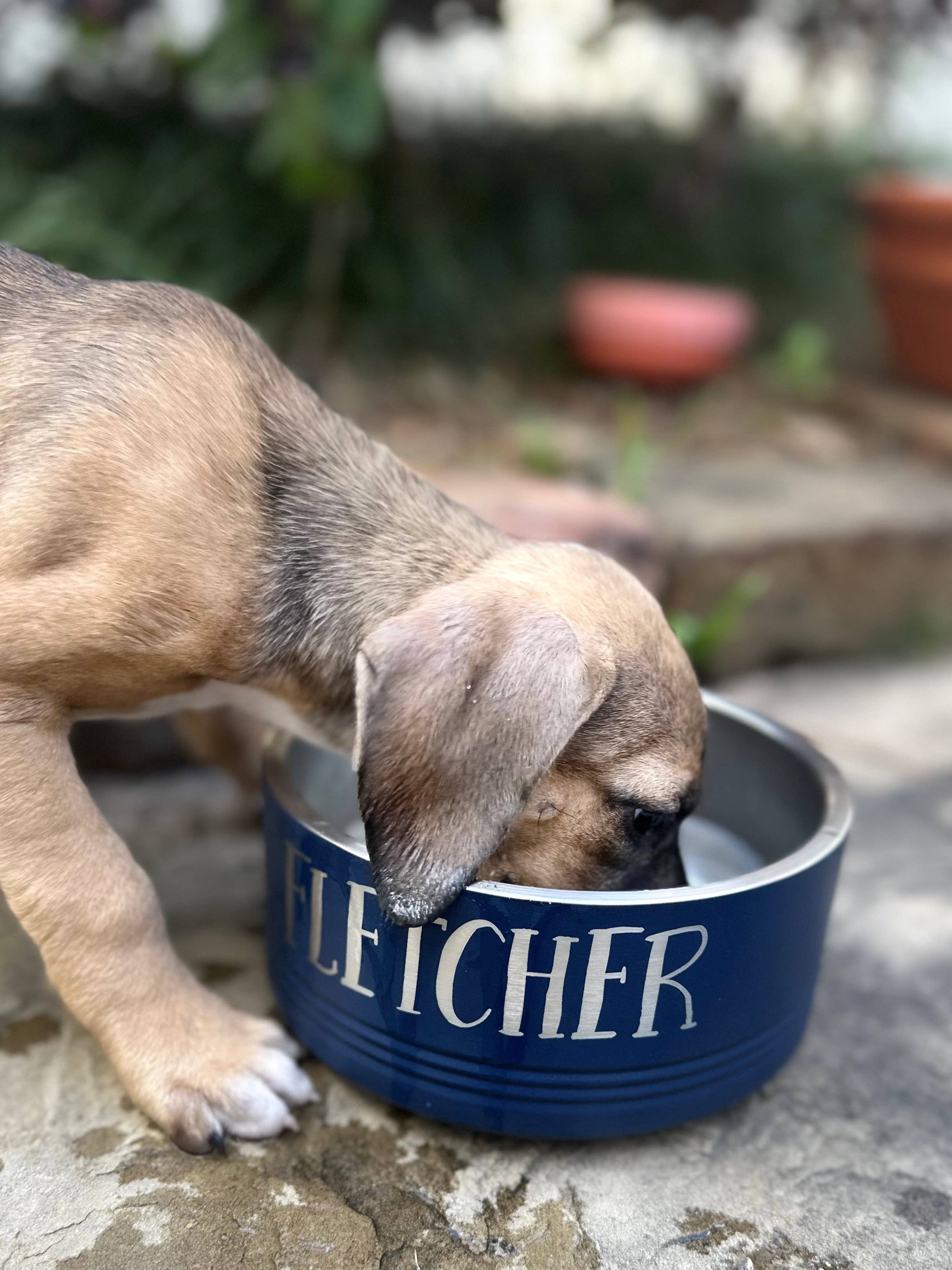 Annie Digs – wholesale Pet bowl – Cat/dog – Custom Dog Bowls2