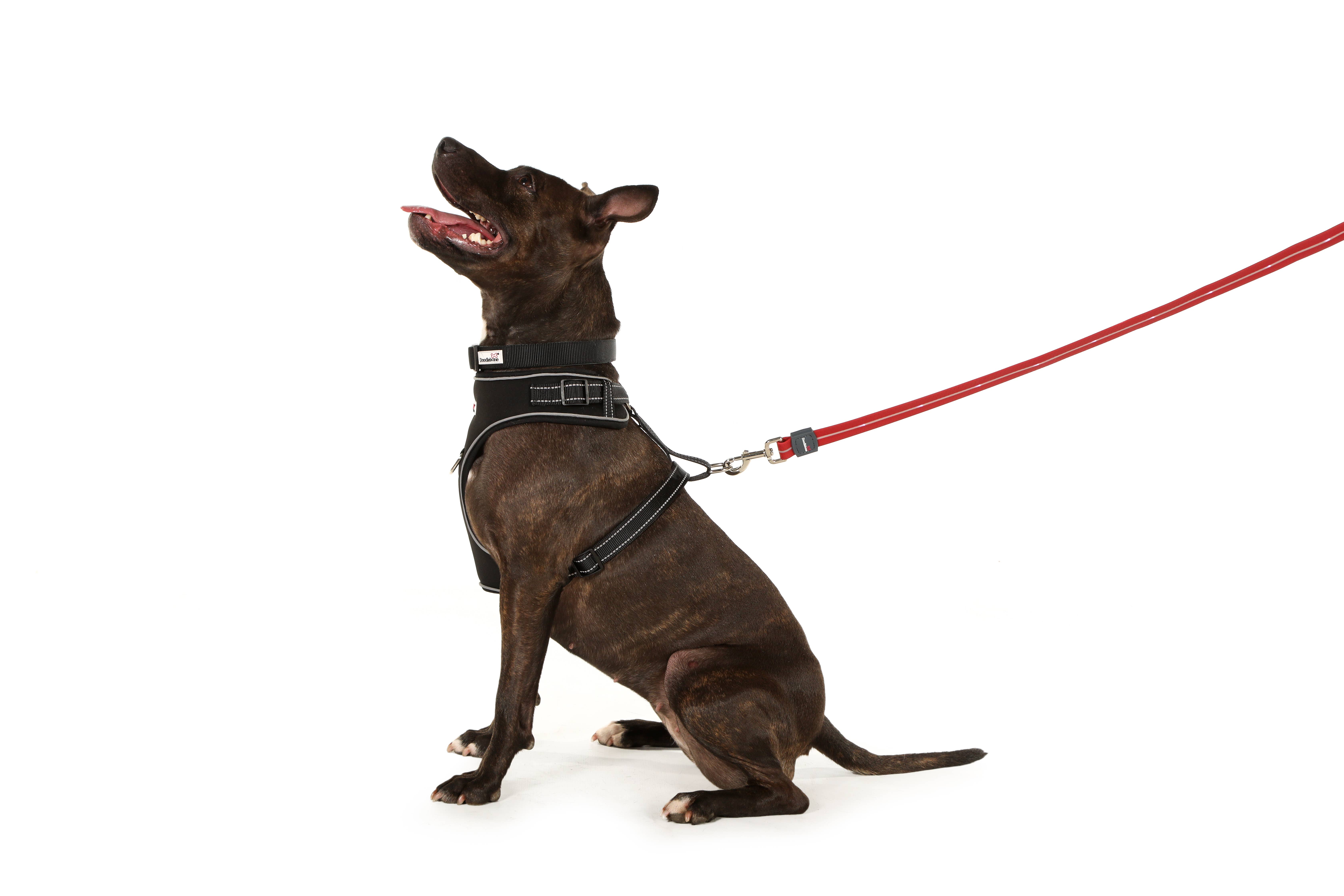 Doodlebone - Wholesale Pet Leash - Dog - Light Up Dog Lead4