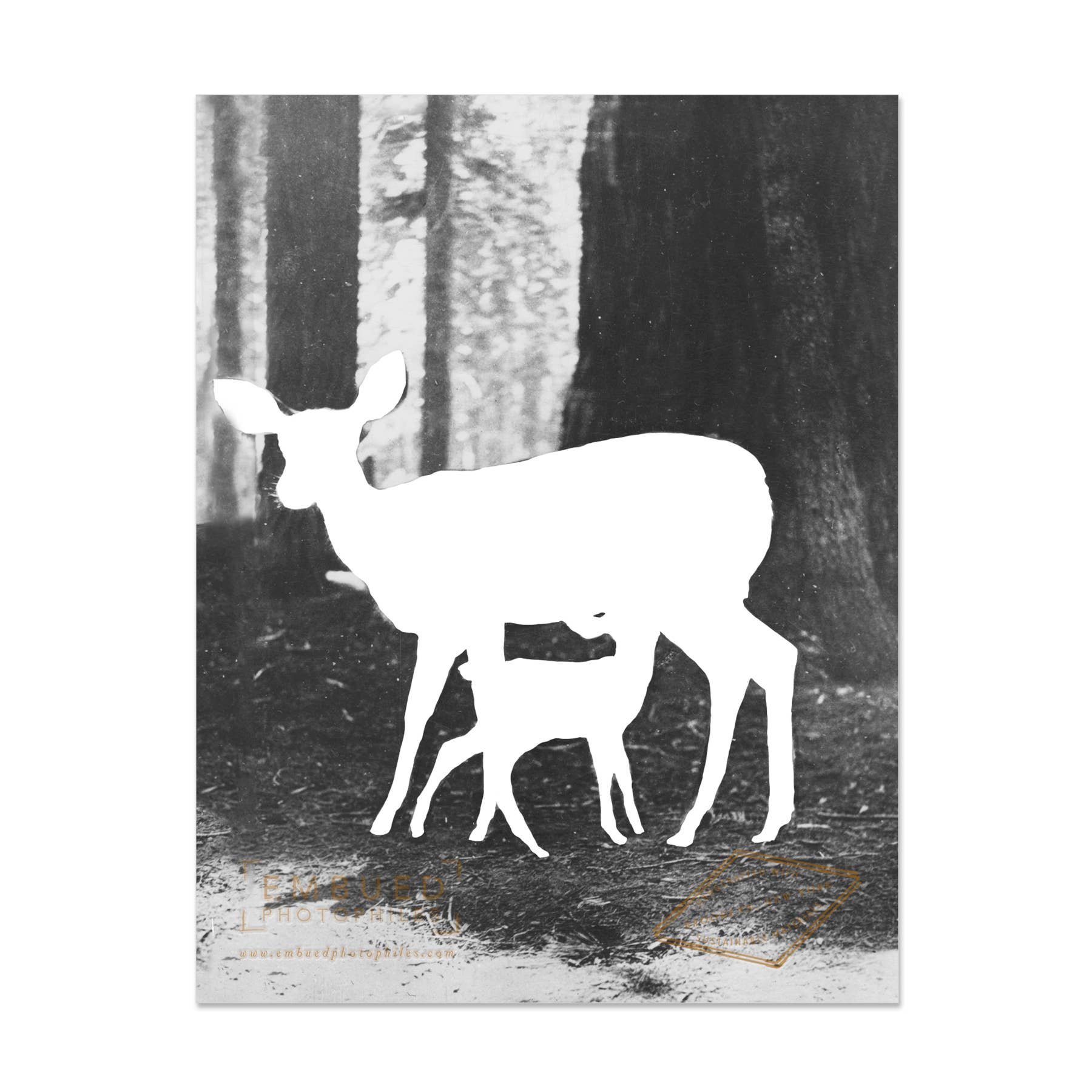 Embued Photophiles – wholesale Congratulations card – Doe Congratulations Card1