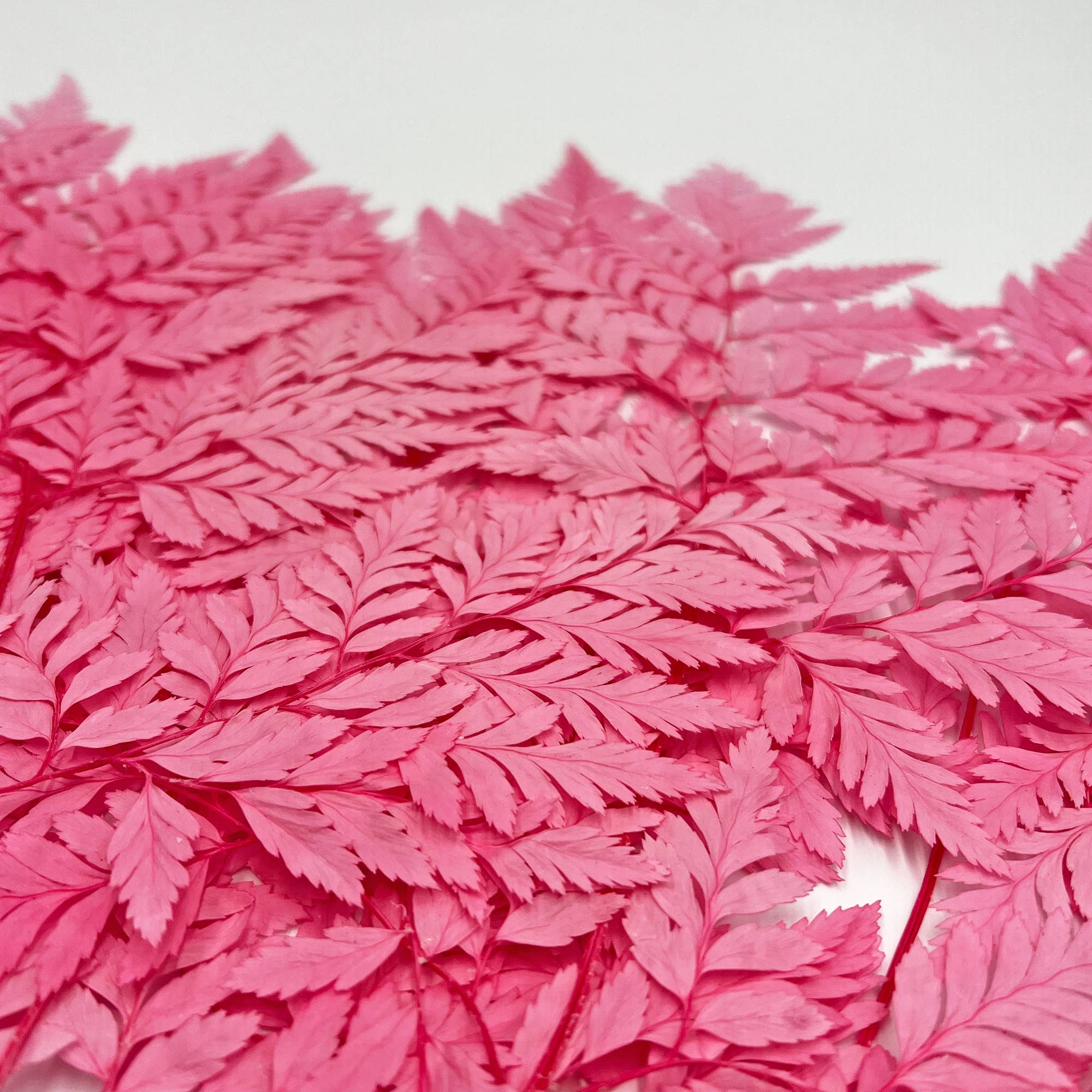 2626 Designs - Vente Fleur séchée/pressée - Fougère Davallia Mariesii séchée et préservée11