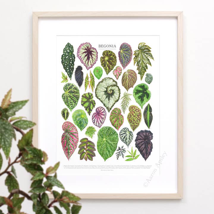 Begonia Species Print for wholesale by Aaron Apsley Artwork