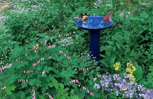 Carefree Enzymes - Vente Bain pour oiseaux - Protecteur pour bain d'oiseaux 4 oz6