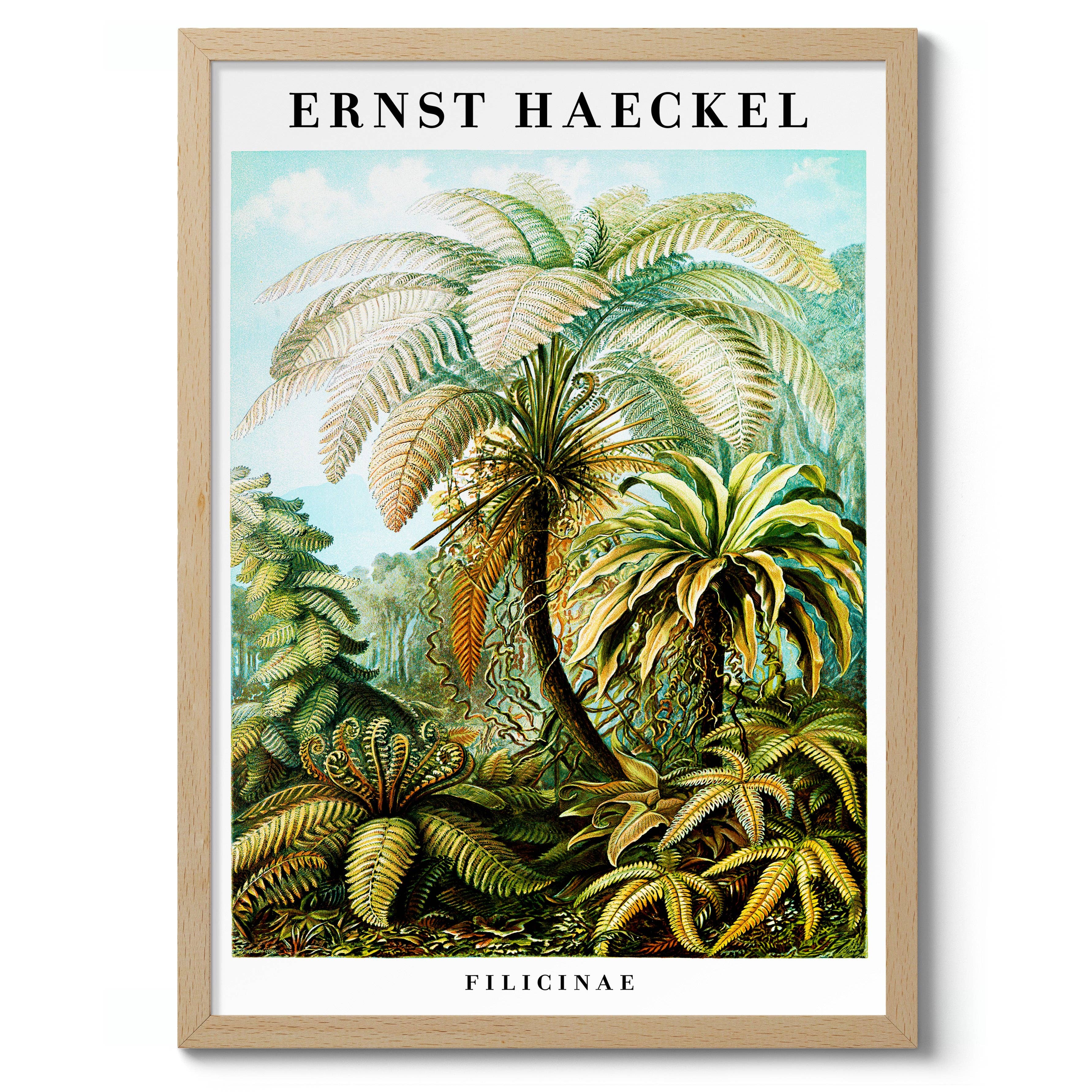 Animato – Großhandel Kunstdruck – Farne8