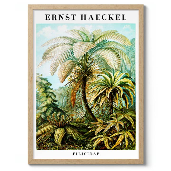 Animato - Wholesale Art Print - Ferns8