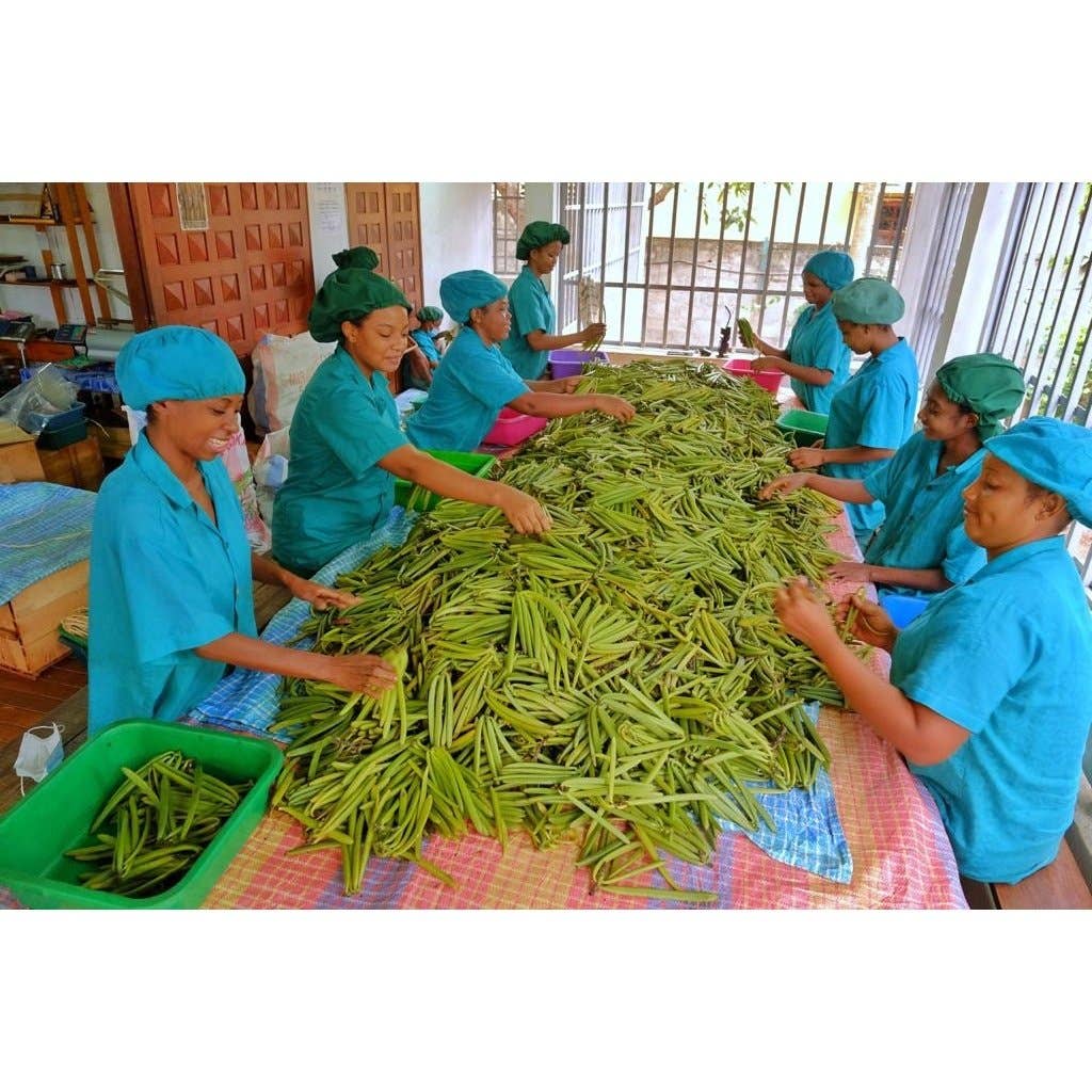 Taste of Paradise - Vendita all'ingrosso Estratti di frutta/alla vaniglia - Baccelli di vaniglia Bourbon Jumbo XXL (25x 20-23 cm) Top Gourmet Qualità - Grado A 100% naturale dal Madagascar5