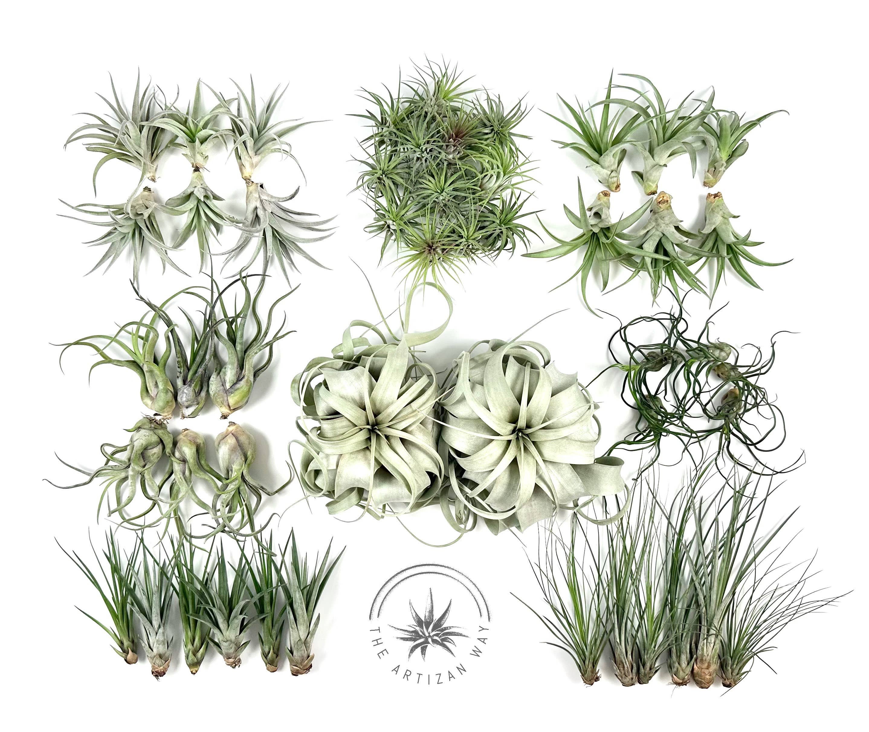 The Artizan Way - Vente Plante - The Essentials Plus - Ensemble de plantes aériennes (50 plantes)8