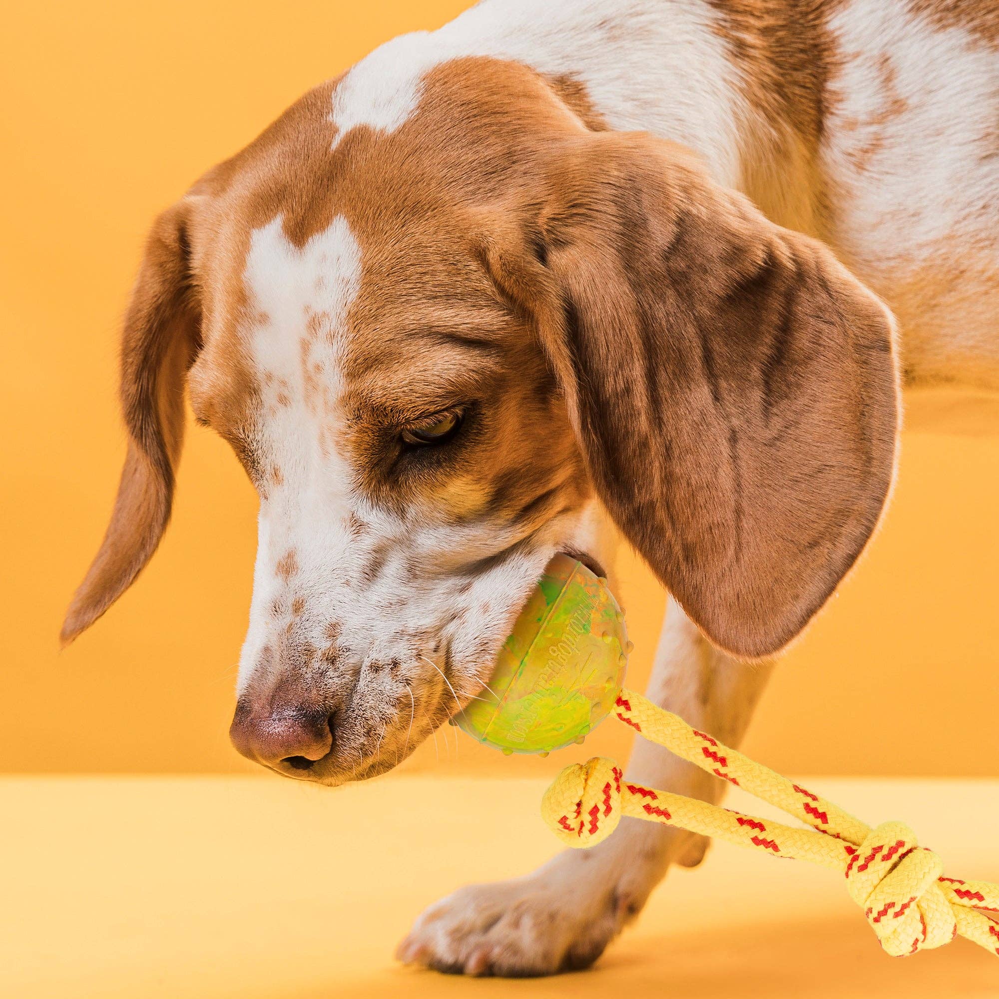 Dogline – wholesale Repleksak - Hund – FDT Gummihundboll på rep, liten - diameter 2" (5 cm)5