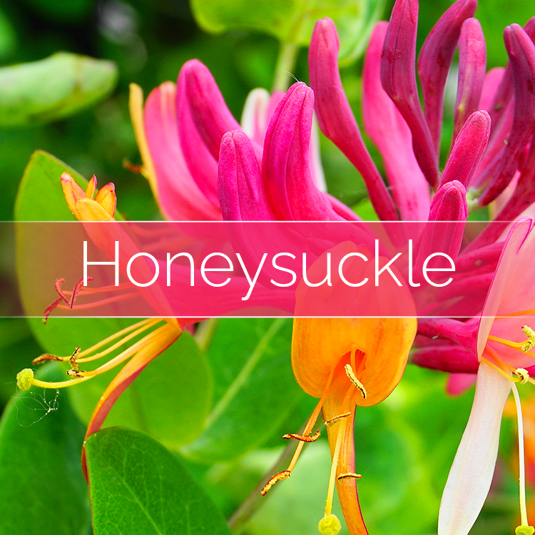 Phoenix Wick - Vente Kit de bricolage - Honeysuckle - Kit de fabrication de bougies4