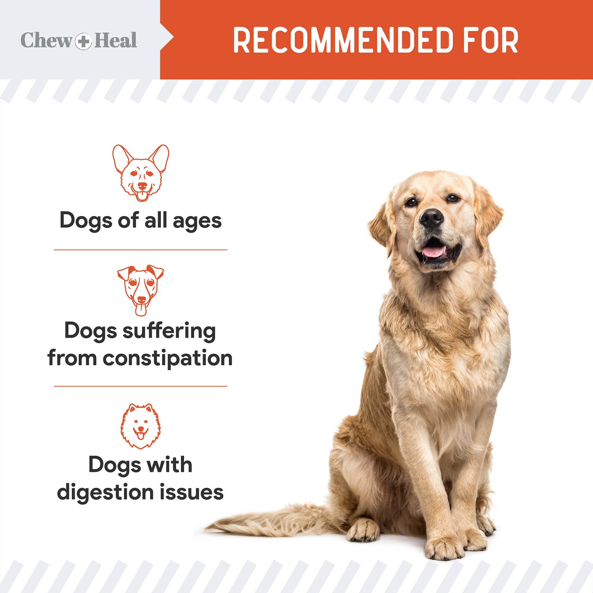 Chew + Heal - Venta al por mayor Suplemento - Perros - Mezcla orgánica en polvo de calabaza para perros, defensa digestiva7