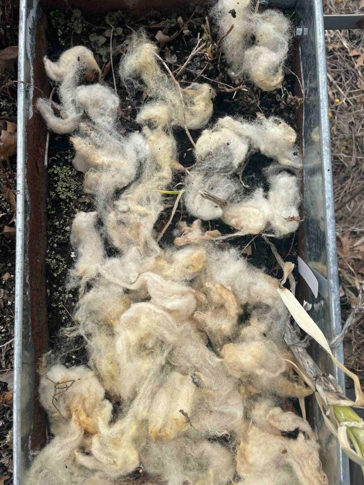 Paillis de jardin 100% laine pour la vente par Blue Thistle Fibers