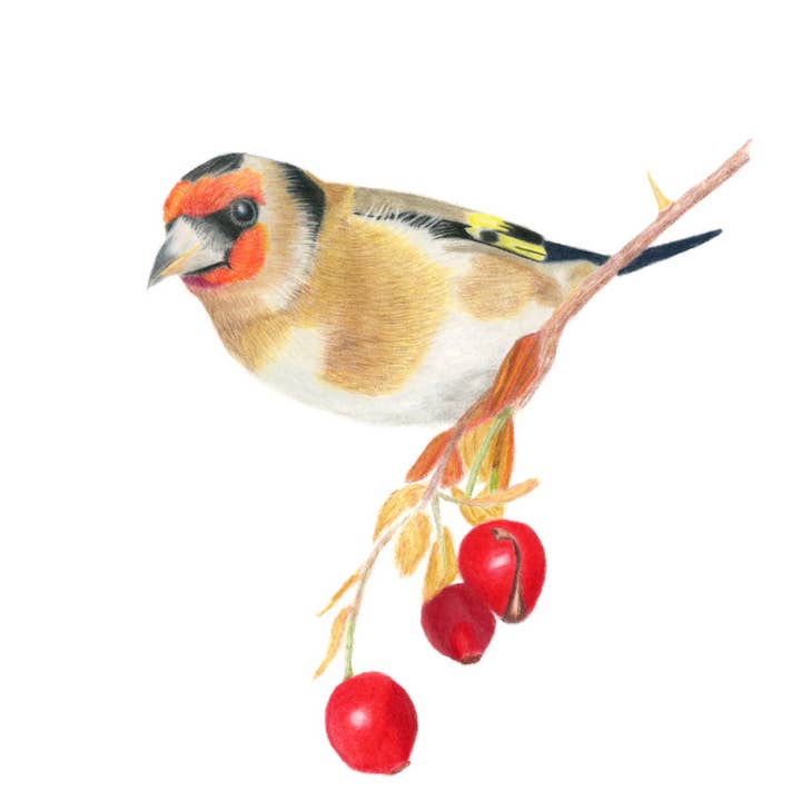 Goldfinch Giclee Mounted Print for wholesale by Alan Taylor Art