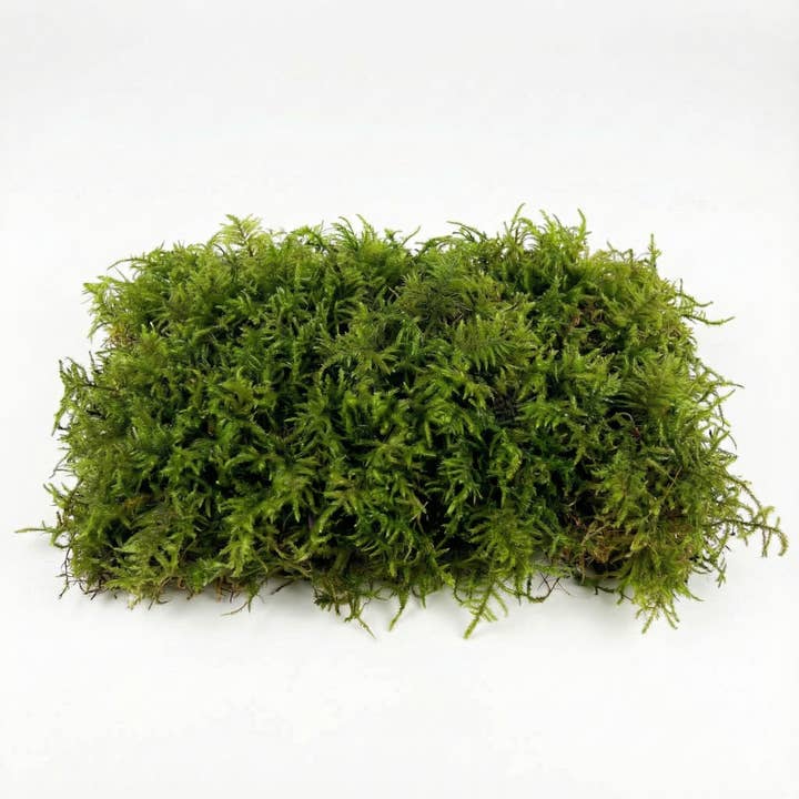 Moss & Stone Gardens - Vente Terrariums - Mousse vivante pour terrariums2